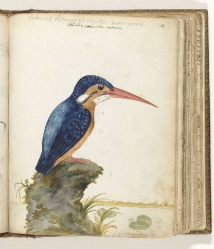 Malachite Kingfisher