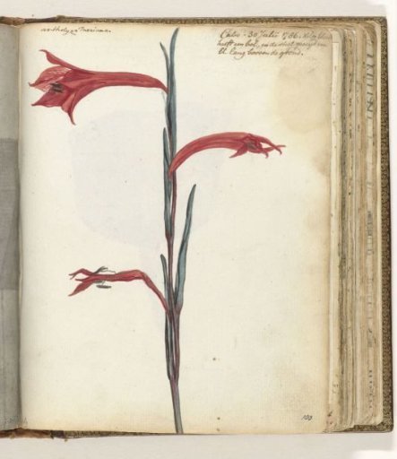Cape flower