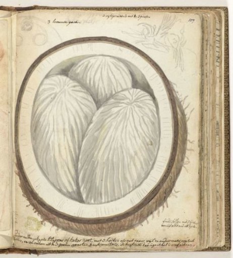Coconut with Three Hearts