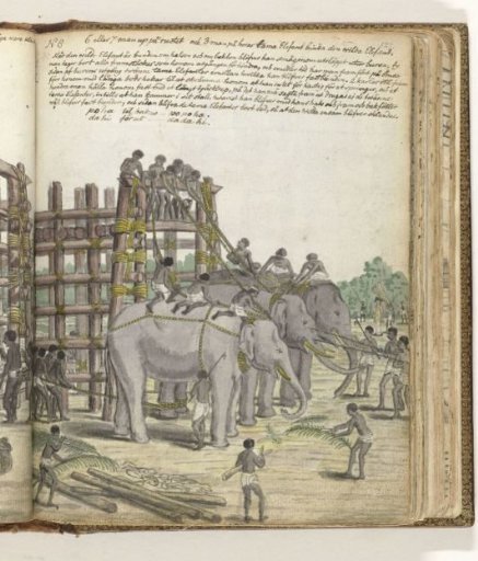 A Bound Elephant being led from the Last Section of the trap, the Prison Corral