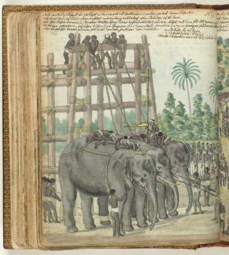 The hunt for elephants