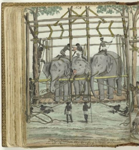 Taming an elephant
