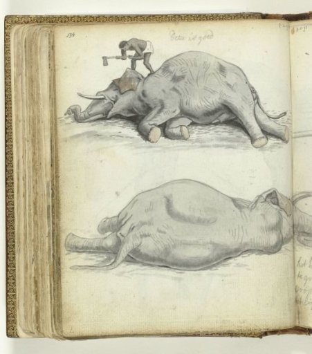Recumbent elephant with a Ceylonese chopping