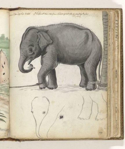 Young elephant at a tree