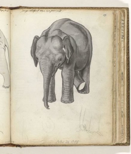 Young elephant