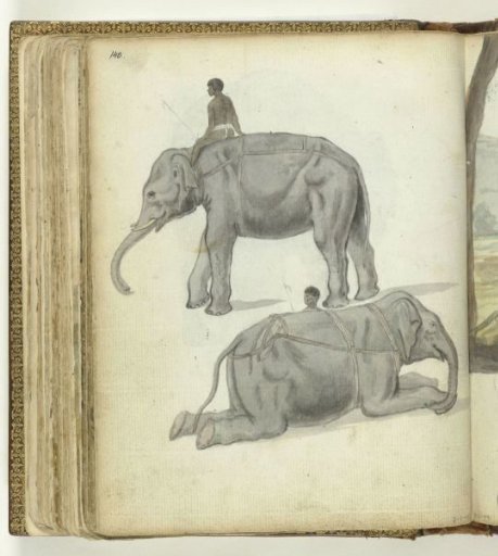 Elephant in harness standing and lying down.