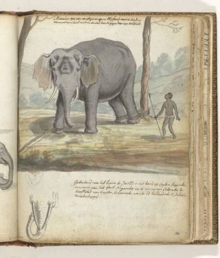 Wild elephant tied among trees