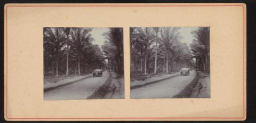 Car Among Palms