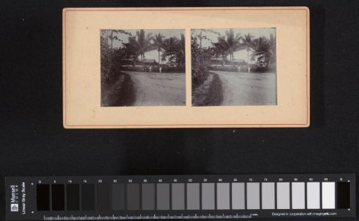 Road with Palms