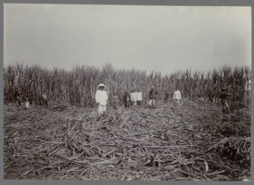 Overseer in the field during harvest