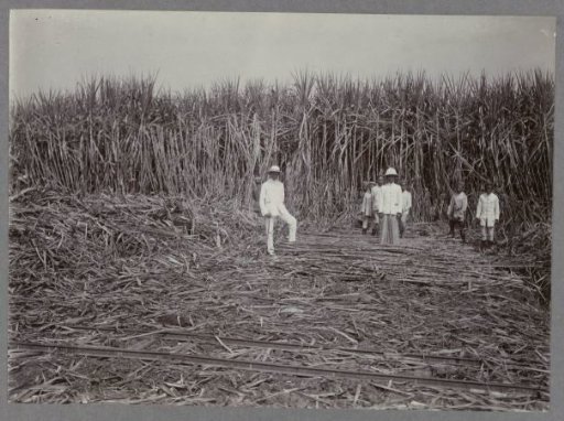 Overseer in the field during harvest