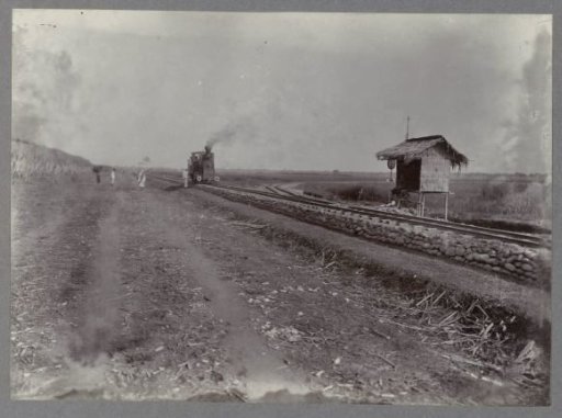 Railway track alongside sugar cane fields