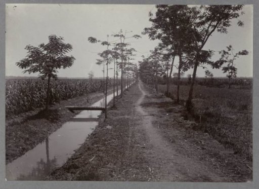 Path alongside sugar cane