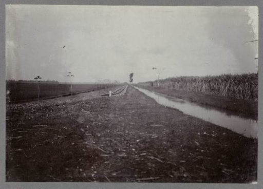 Railway track alongside sugar cane