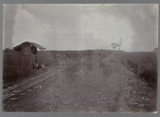 Railway track alongside sugar cane