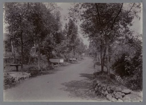 Road with trees
