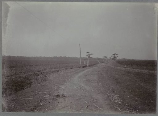 Path and railway track alongside sugar cane