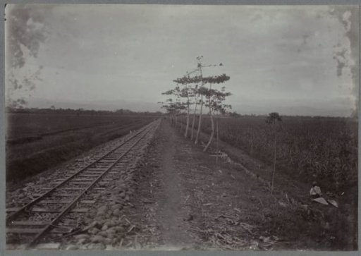 Path and railway track alongside sugar cane