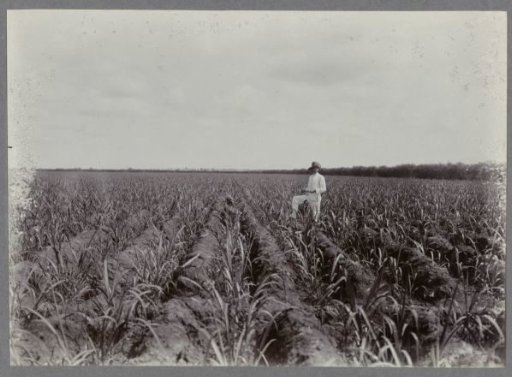 Overseer in the field