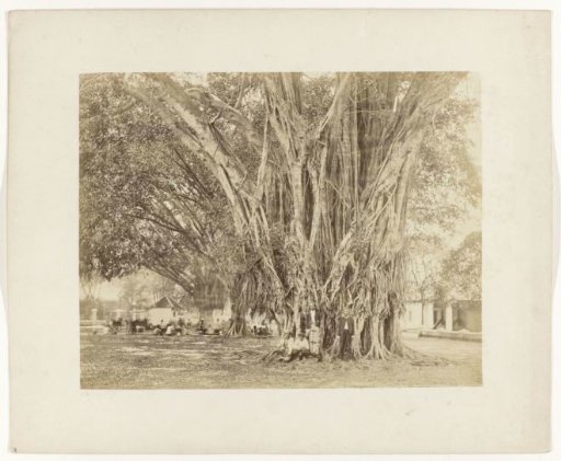 Several men near a large tree
