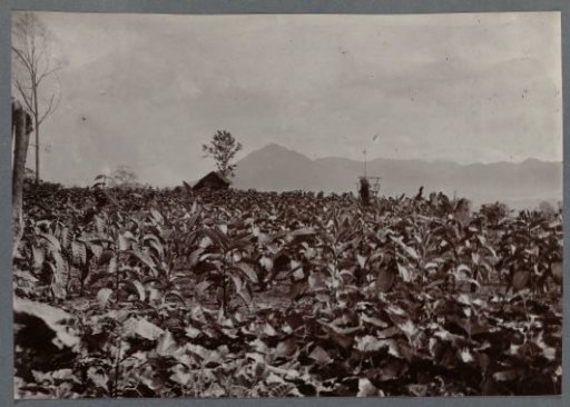 Plantation