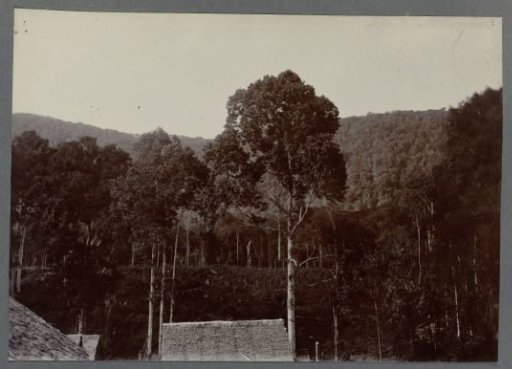 Houses and Trees