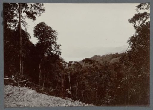 View through trees towards Lake Laut Tawar