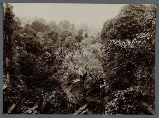 Jungle