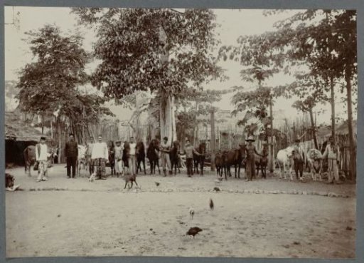 Villagers of Krueng Seumpo with horses and cattle