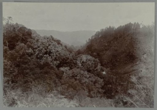 Forest Landscape