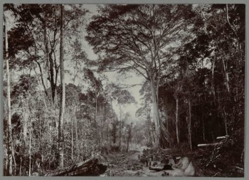 Construction of the road along trees