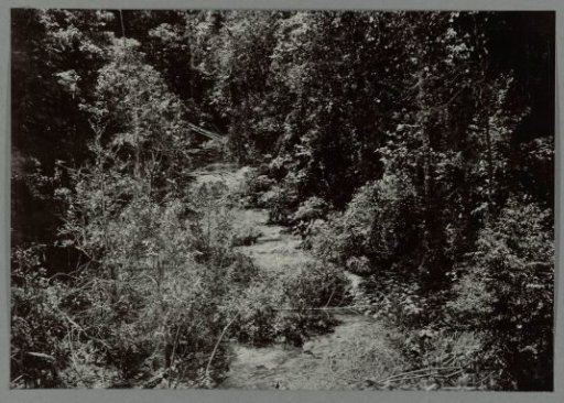 Forest landscape with a stream