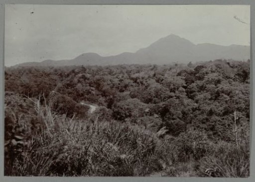 Forest landscape