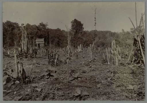 Ground with felled trees near Boer ni Poepandji