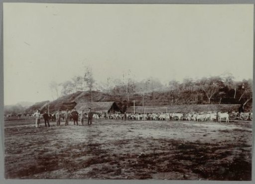 Stable with Cows in Krueng Seumpo