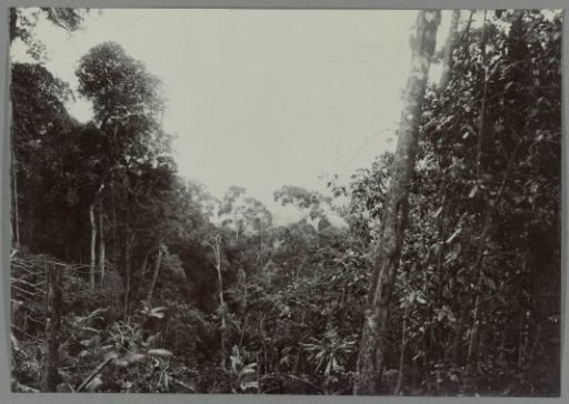 Forest landscape