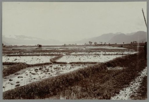 Rice fields at Takinguen