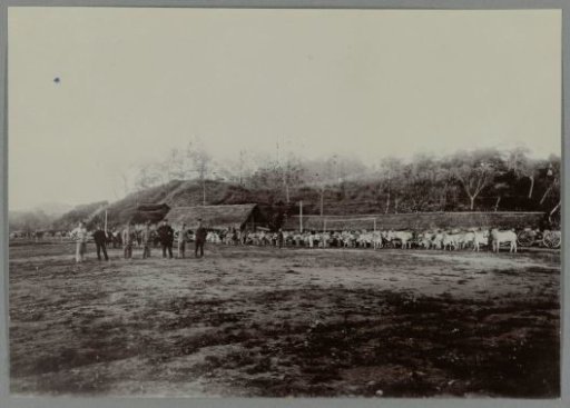 Stable with Cows in Krueng Seumpo