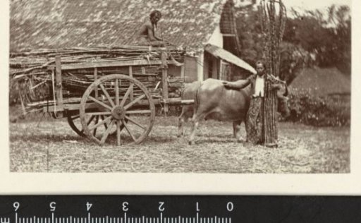 Ox cart with sugarcane