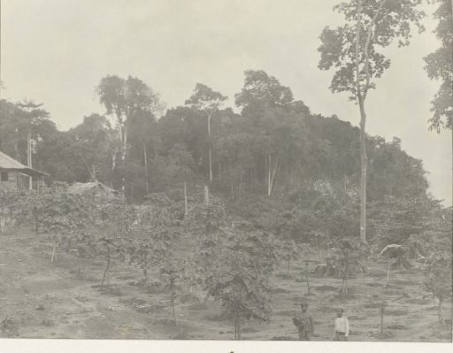 Plantation