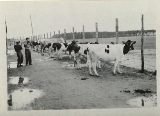 Confiscated Cows