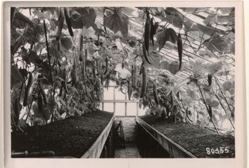 Greenhouse in Camp Mühlberg
