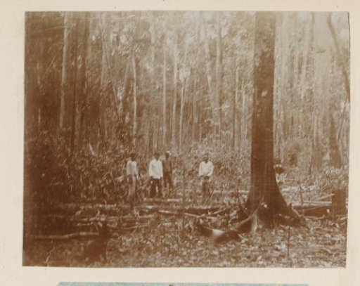 October 1910. Cutting Wood at Pernantian