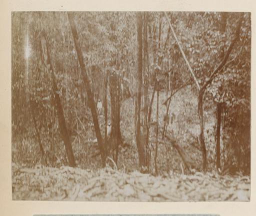 October 1910. Pernantian "le long du trace du chemin"