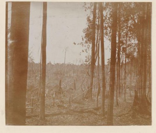 October 1910. Pernantian "endroit ou le bois est coupé"
