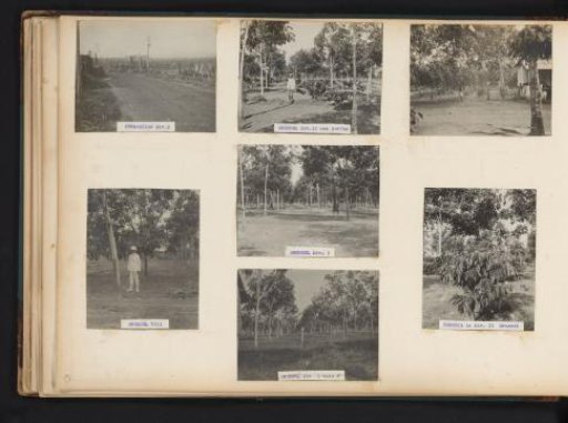 Views of the plantations