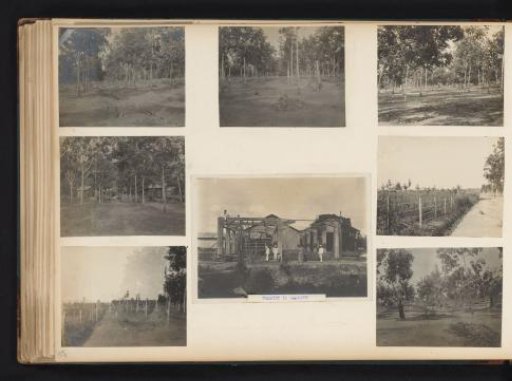 Rubber trees in Brussels and factory under construction