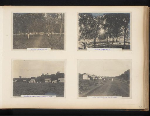 Rubber trees in Brussels and workers' houses