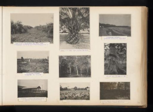 Oil palms and rubber trees in Brussels