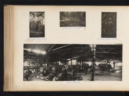 Rubber cultivation in Brussels